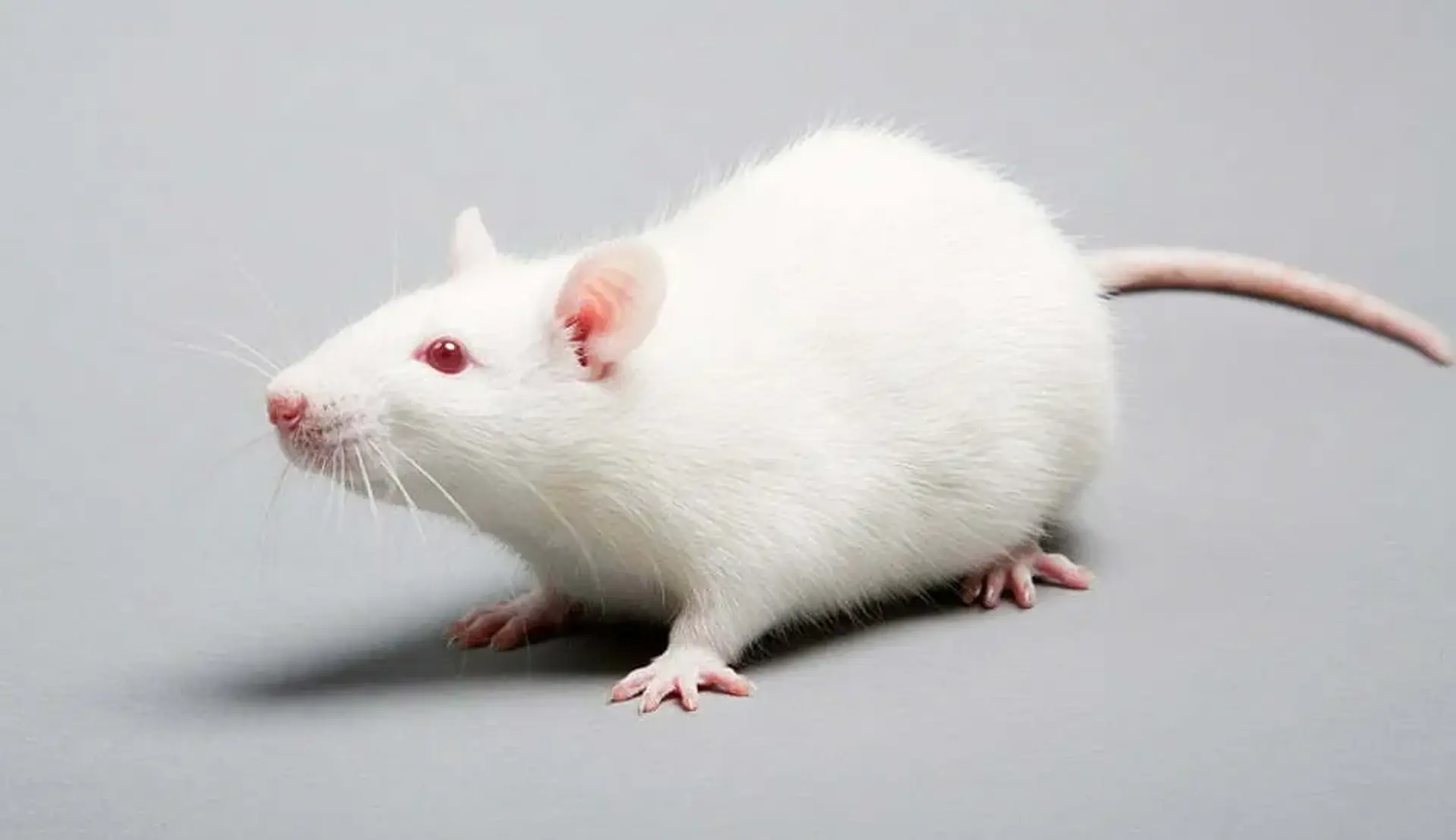 حذف یک آنزیم از بدن موش‌ها می‌تواند منجر به جلوگیری از چاقی آن‌ها شود