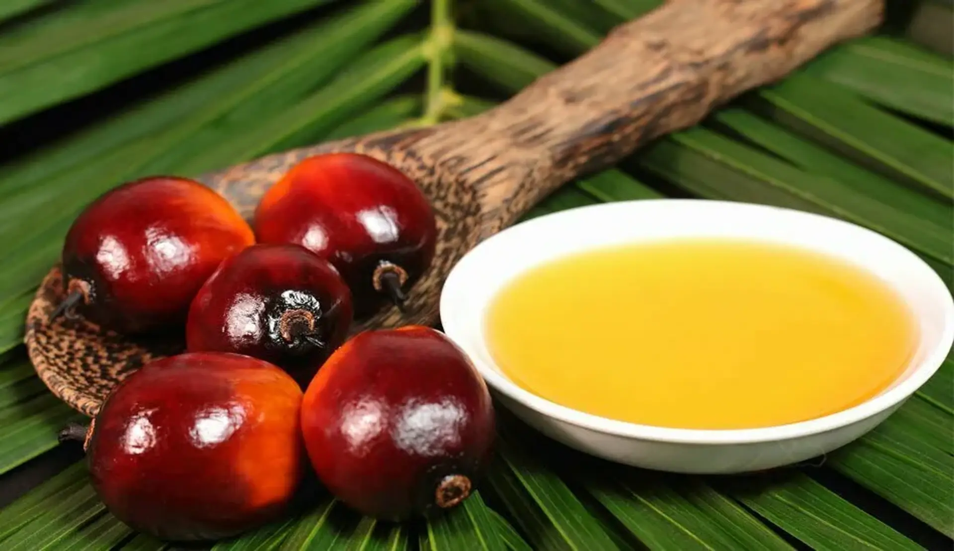 چرا روغن پالم خطری جدی برای محیط زیست تلقی می شود؟
