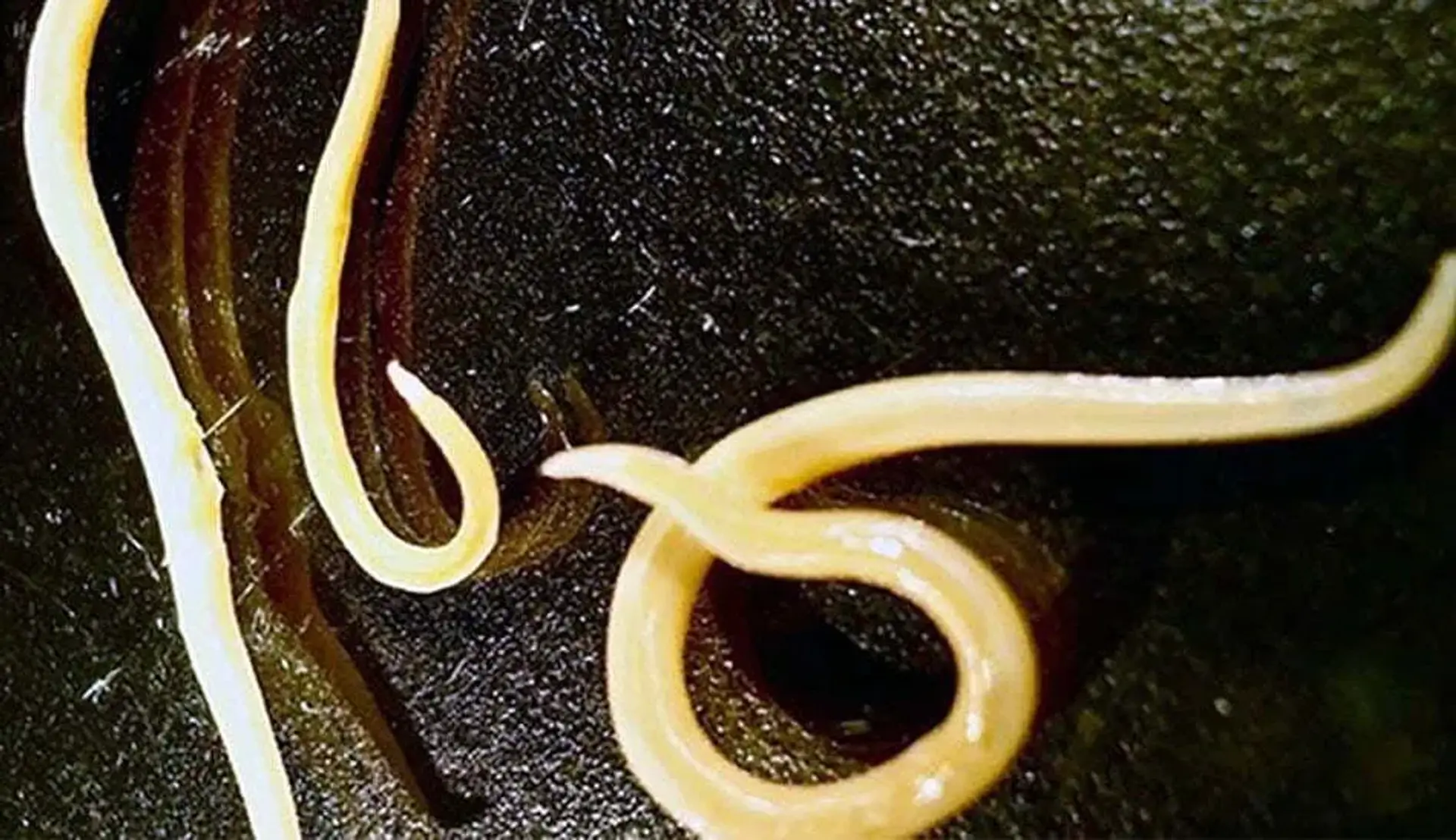 دانشمندان توانستند کرم‌ های 42000 ساله را زنده کنند