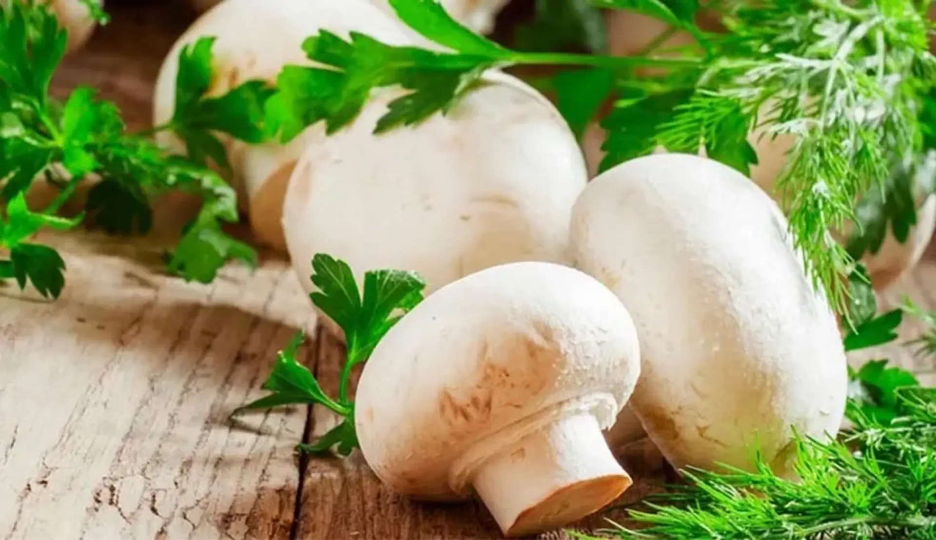 آموزش پرورش قارچ در منزل (آموزش کسب و کار)