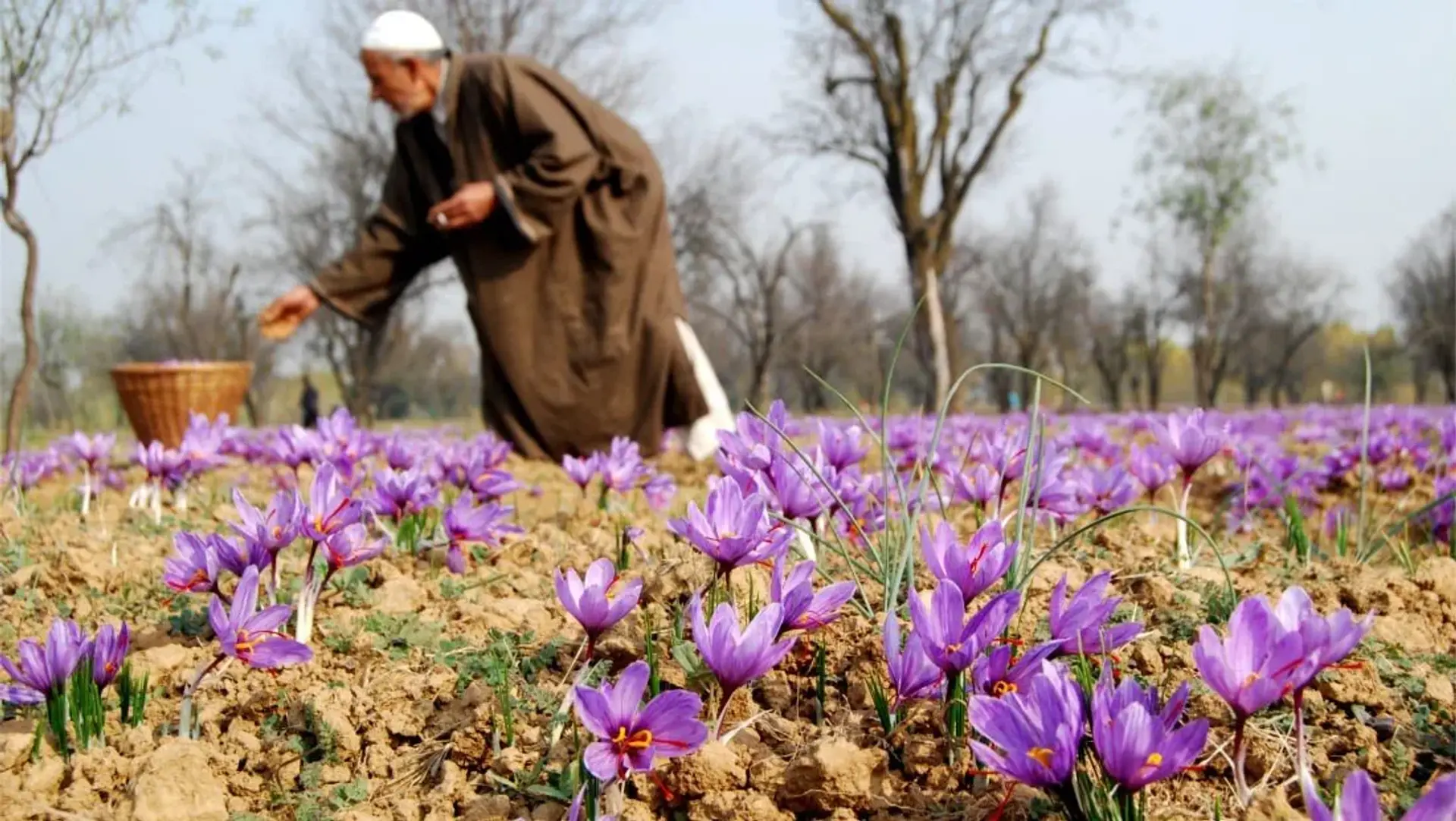 راه ها، روش ها و مزایای خرید زعفران از کشاورز به صورت مستقیم