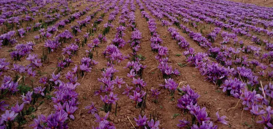 مراحل آبیاری زعفران ( چگونه باید گیاه پرسود زعفران را آبیاری کرد؟ )
