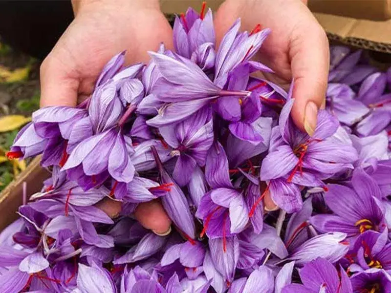 چرا زعفران را اینترنتی خریداری کنیم؟