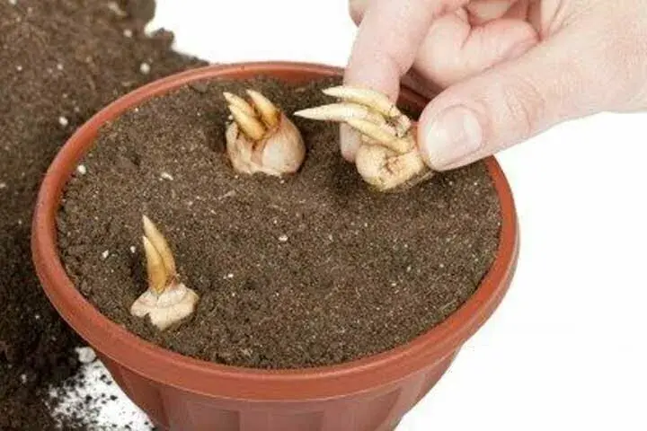 آموزش کاشت زعفران در گلدان و خانه
