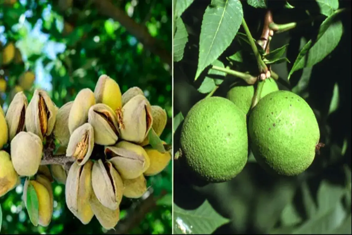 راهنمای خرید بهترین ارقام نهال گردو و بادام تجاری