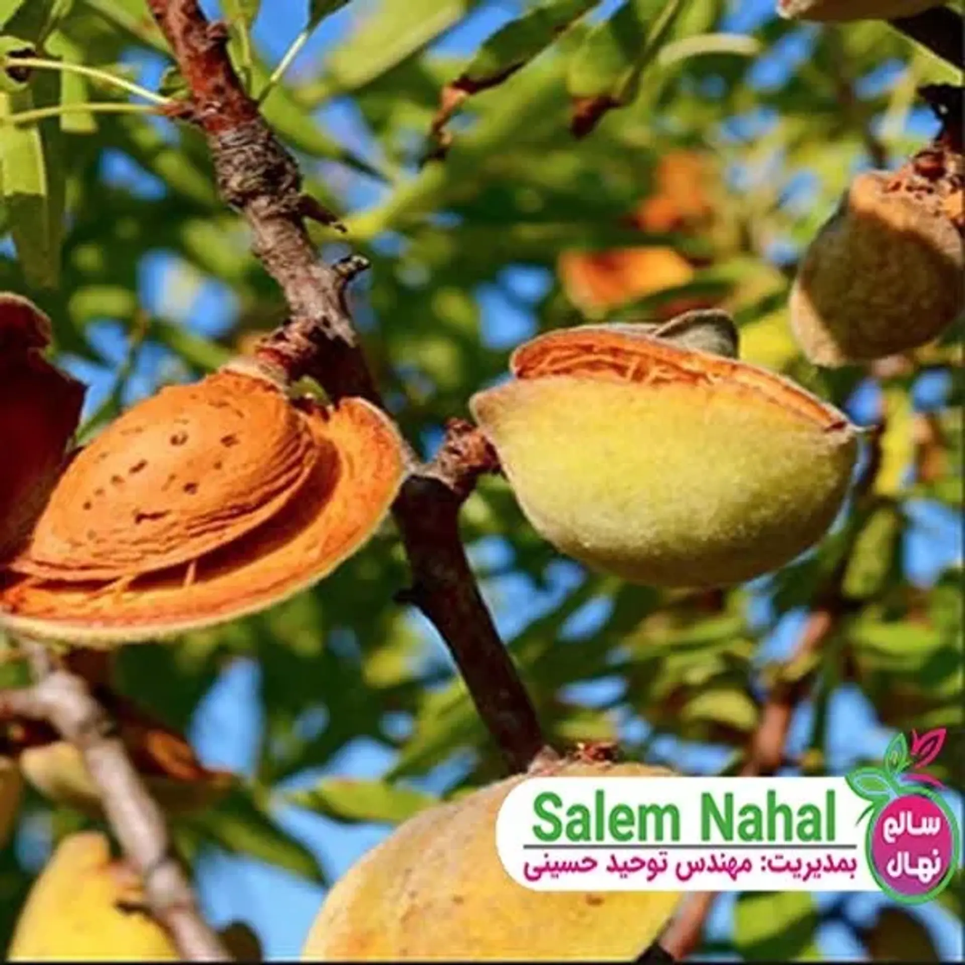 نهال بادام دیرگل