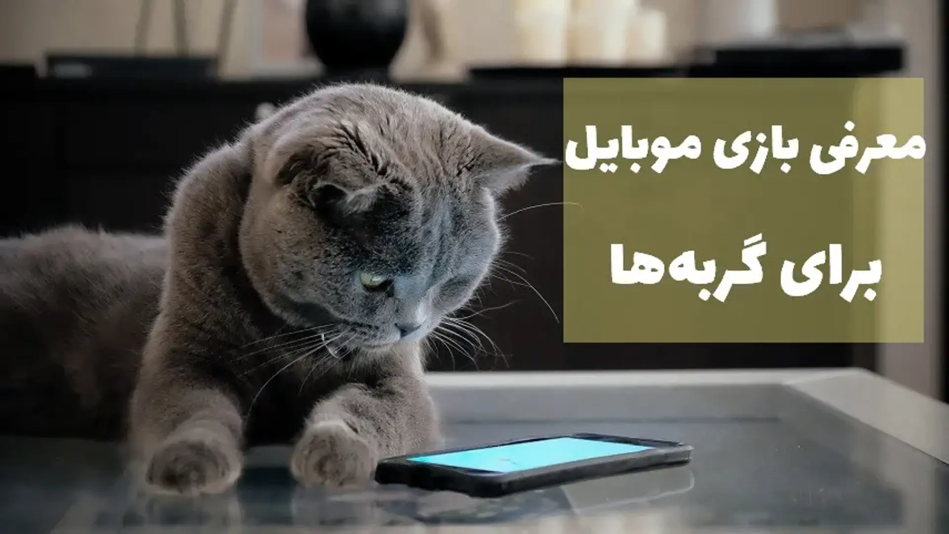 معرفی بهترین بازی های گوشی برای گربه ها + لینک دانلود