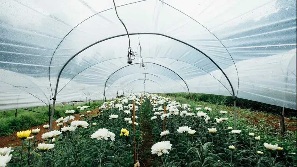 پلاستیک در صنعت کشاورزی: کمک به افزایش بهره‌وری و حفظ منابع آب