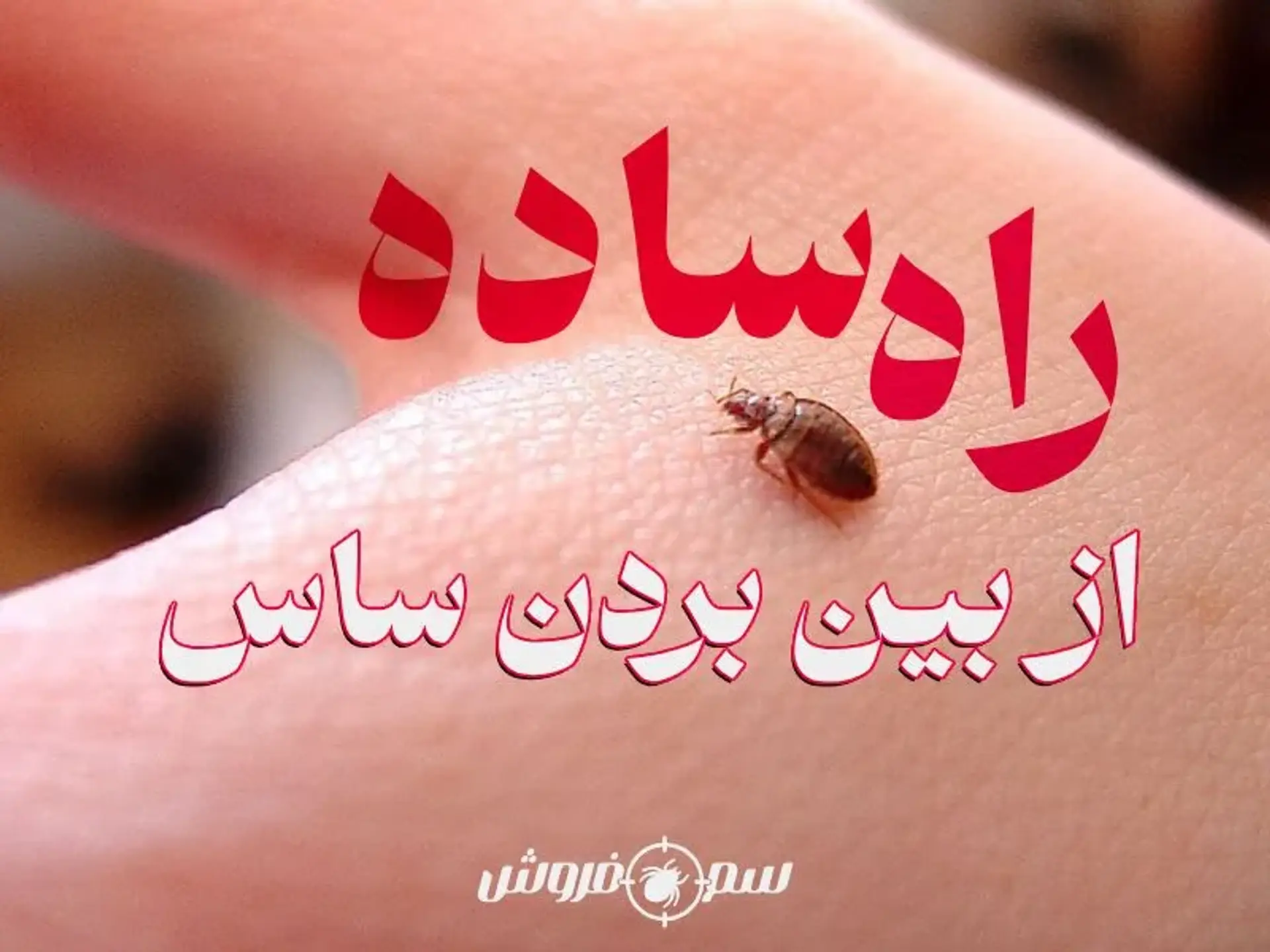 راه ساده برای از بین بردن ساس