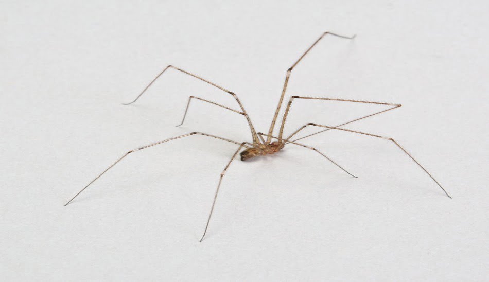 Cellar Spiders 