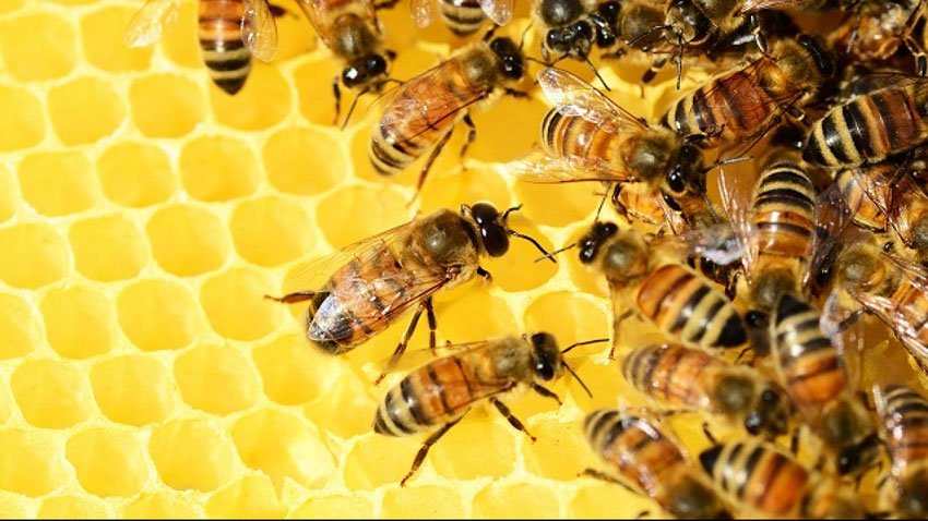 HoneyBee