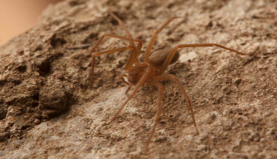 A recluse spider