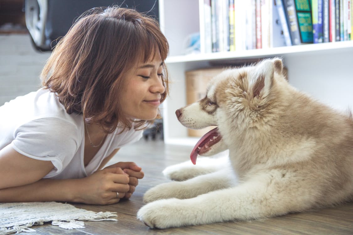 Dog-directed-speech