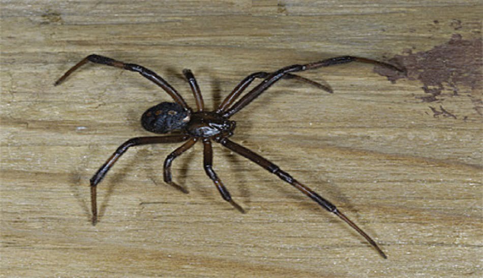  widow-spiders