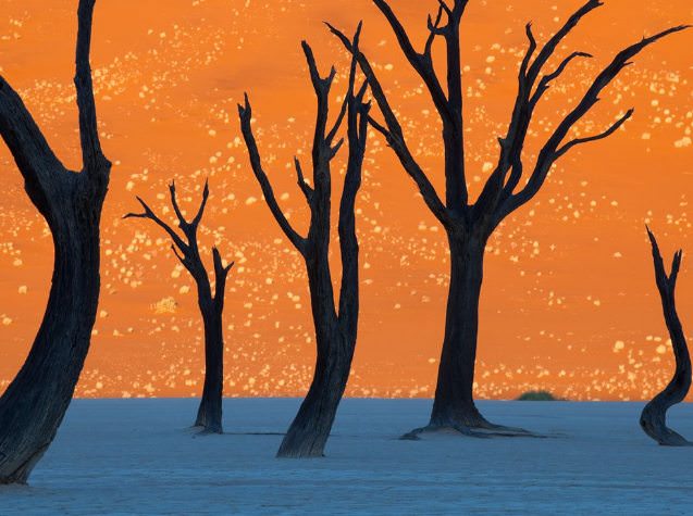 Camel Thorn Trees, Namibia / درختان خارشتر