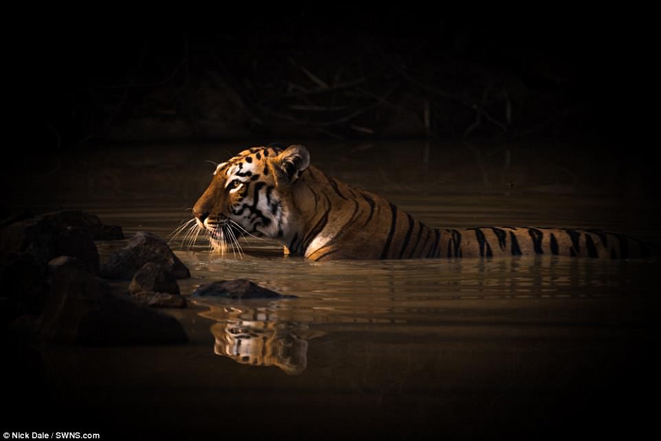 مسابفه عکس حیات وحش بریتانیا / British wildlife snapper