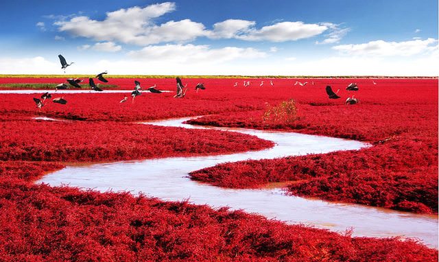Red Beach, Panjin, China/مکان‌های عجیب
