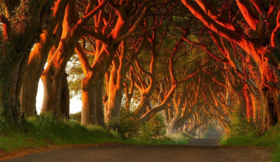 Dark Hedges, Northern Ireland/مکان‌های عجیب