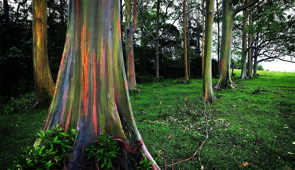 Rainbow Eucalyptus, Indonesia/مکان‎‌های عجیب