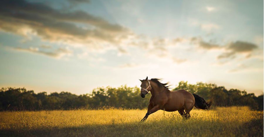 عکس از فلیپ هومسر
