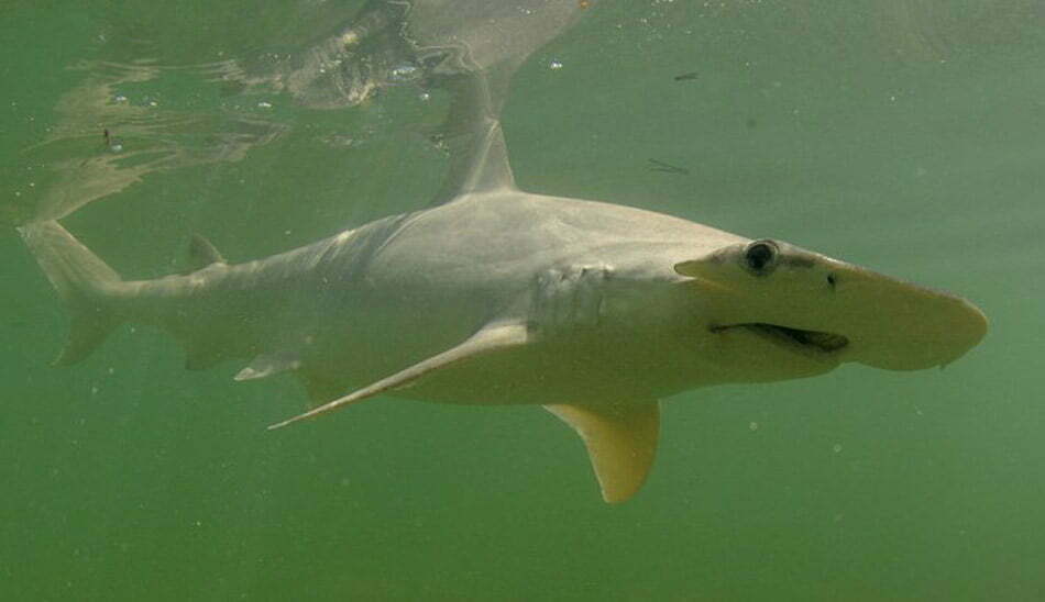 کوسه ماهی / shark