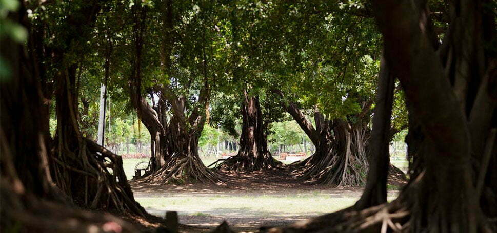 Banyan Trees / درختان انجیر هندی