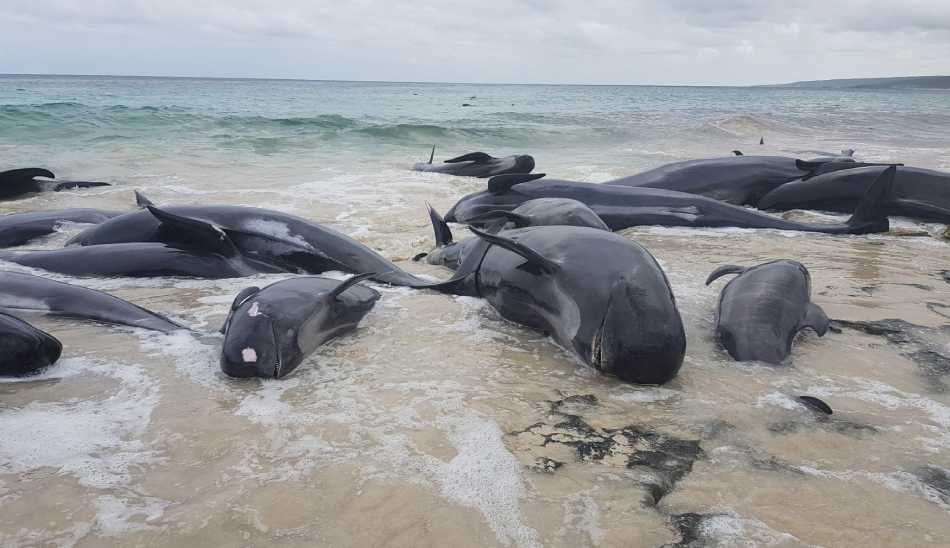 خودکشی نهنگ نیوزیلند / Whale stranding