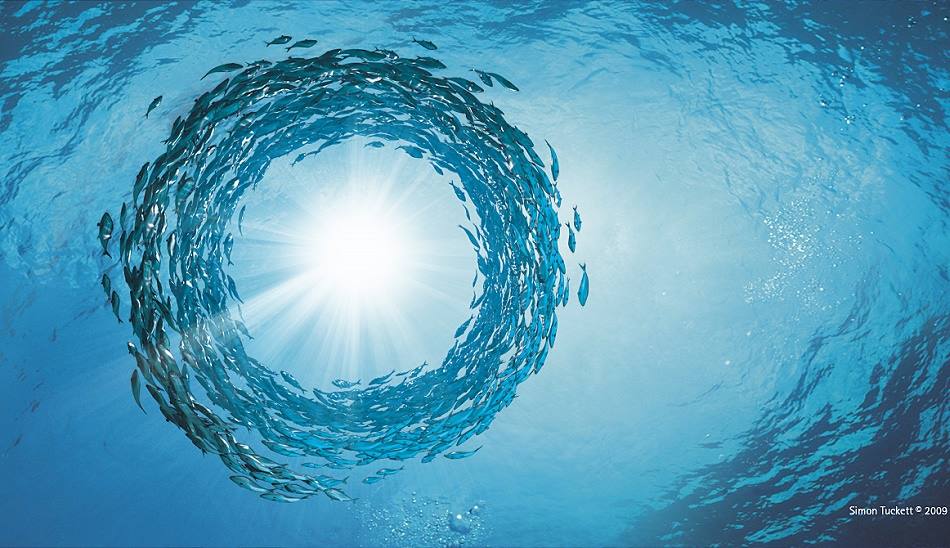 ocean / اقیانوس