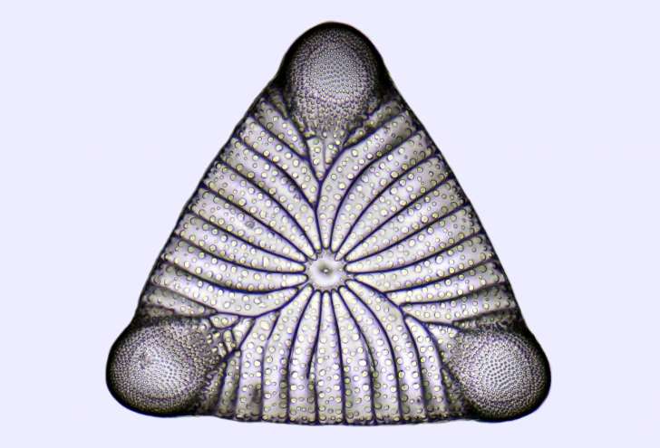 silicon/سیلیسیم/عنصر شیمیایی