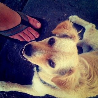 اولین تصویر منتشر شده در دسته حیوانات از کوین سیستروم درباره سگ خود/ The first image of pet in instagram by kevin systrom