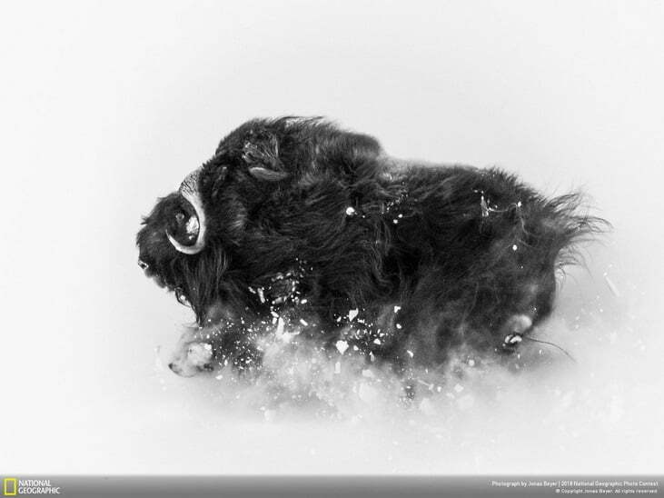 Deep Snow / برف عمیق