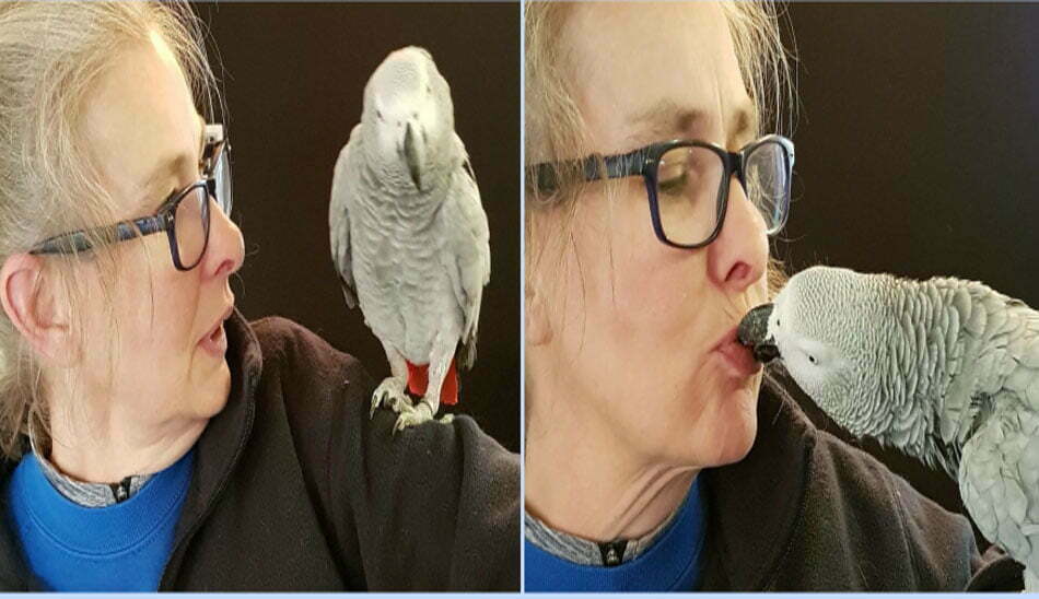 grey parrot / کاسکو