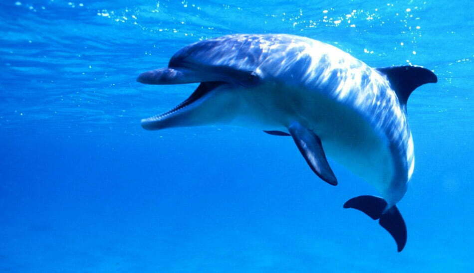 دلفین / dolphin