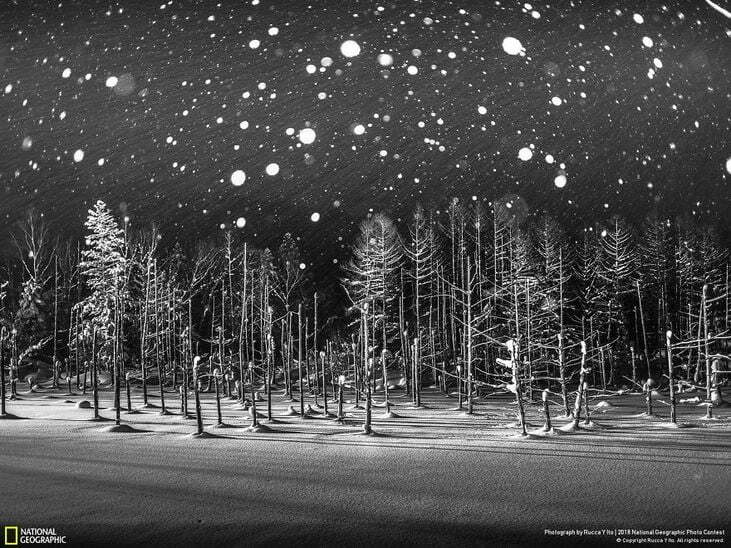 Snowflakes / دانه های برف