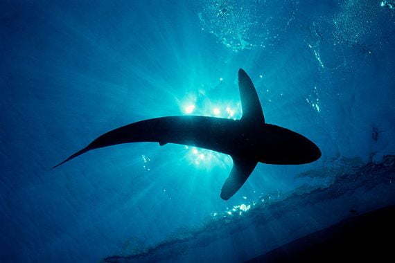 کوسه / Shark