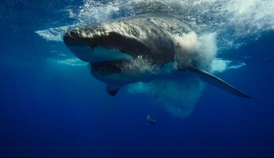 کوسه / Shark