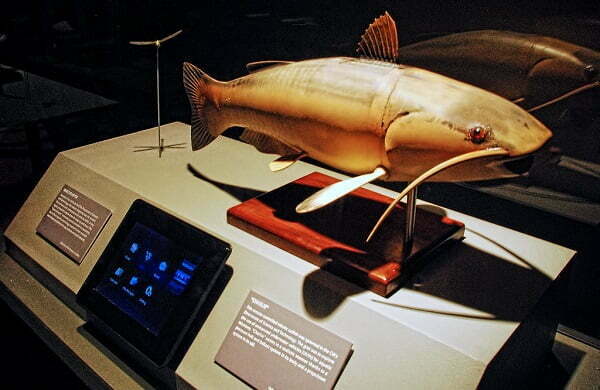 Charlie the robot fish / ماهی رباتیک چارلی