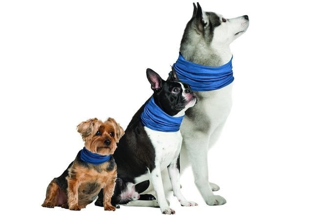 لوازم مخصوص سگ/ Dog cooling collar