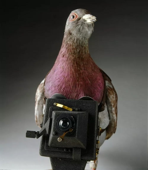 Pigeon camera / کبوتر عکاس