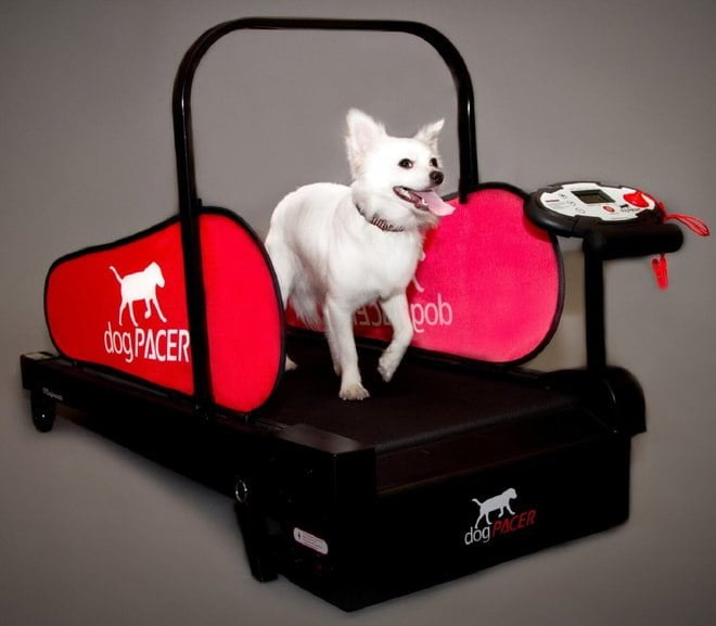 لوازم مخصوص سگ/ dog treadmill