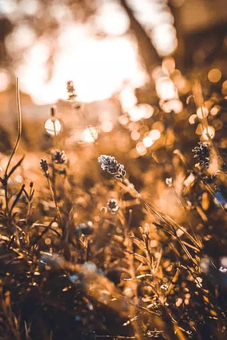 فنون عکاسی حرفه ای