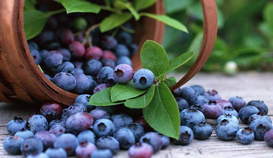 بلوبری برای لاغری