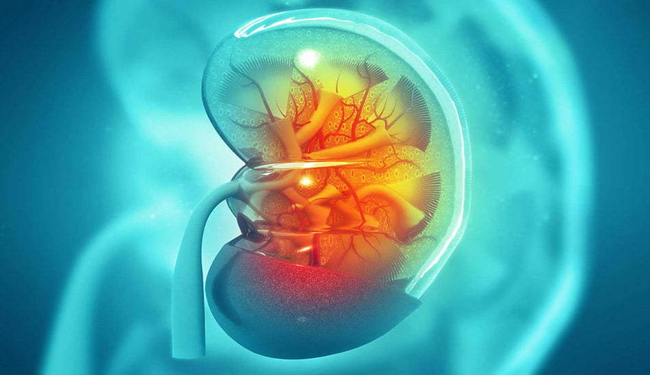 فواید نوشیدن آب برای کلیه ها/The Benefits of Drinking Water for the Kidneys