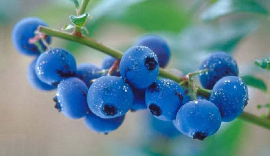 بلوبری چیست / خواص بلوبری