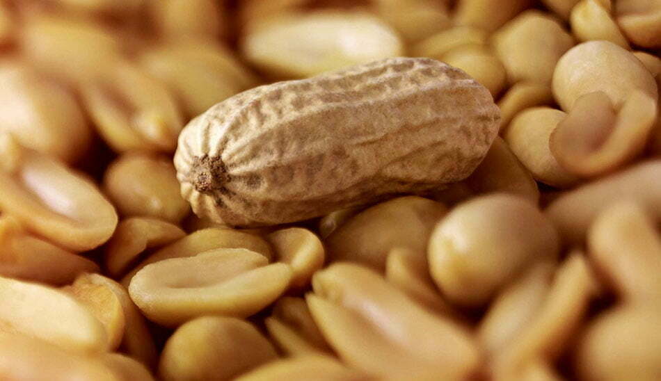 حساسیت به بادام زمینی / peanut