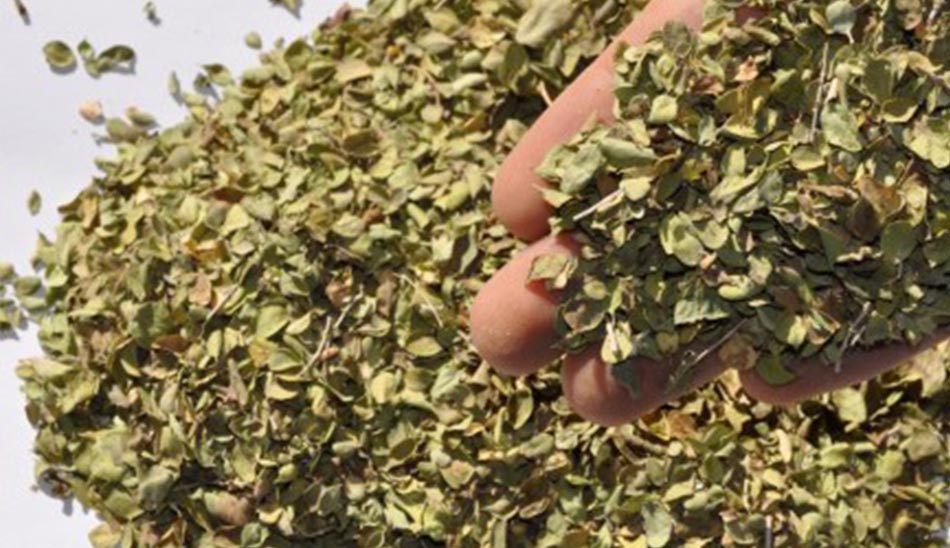 آویشن دم کرده