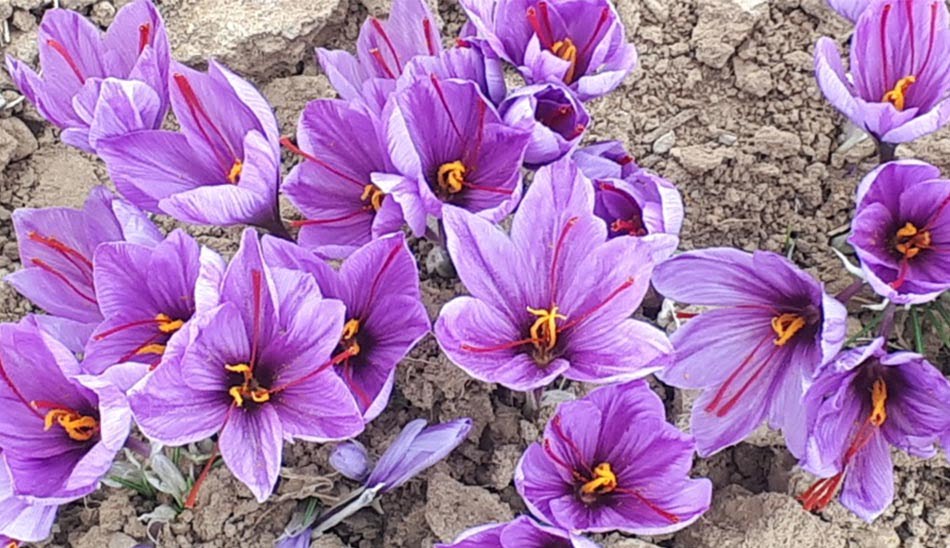 مضرات زعفران