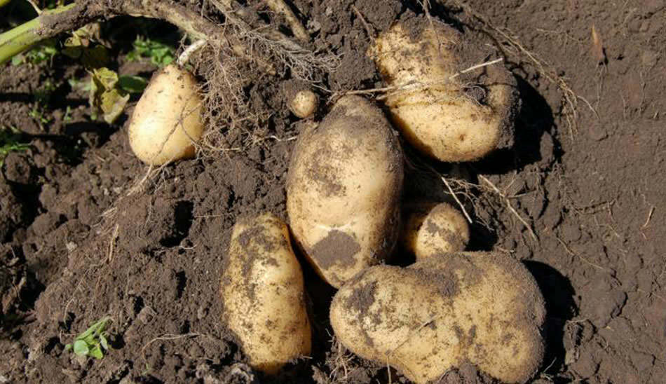 آموزش کاشت سبزی در خانه