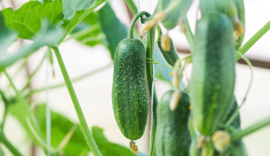 کاشت سبزی خوردن در خانه