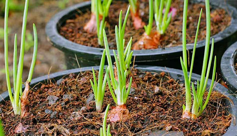 طریقه کاشت سبزی در خانه